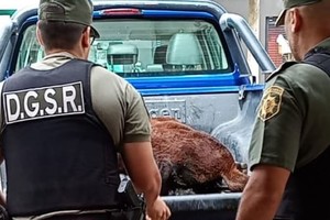 Personal de la Guardia Rural Los Pumas recuperó el animal.