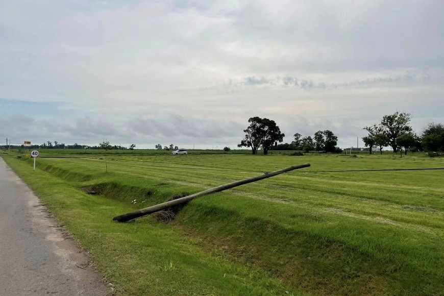 Importante cantidad de árboles caídos en la plaza. Foto: VerTv