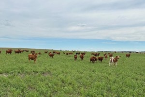 El año pasado se contabilizaron unos 14,6 millones de terneros y terneras dentro del stock oficial, la misma cifra que un año atrás, aunque obtenida con un menor número de vientres. 