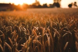 Pronóstico agroclimático: semana con lluvias irregulares y fuertes contrastes térmicos en el país