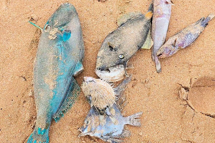 Además de personas, la espuma afectó severamente a la fauna marina. Foto: The Guardian