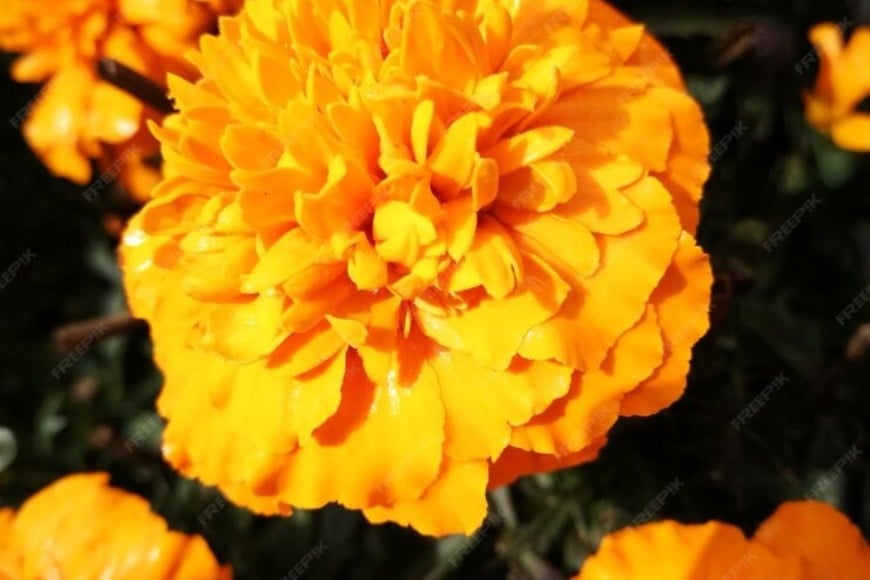 Caléndula: propiedades medicinales, cosméticas y alimenticias