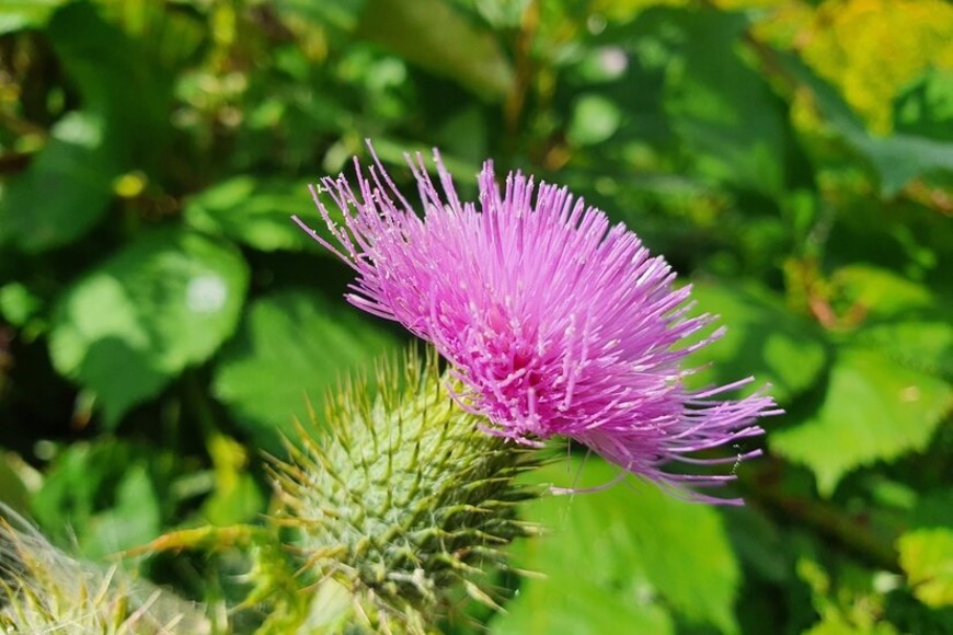 Centaurea: Una opción de bajo mantenimiento