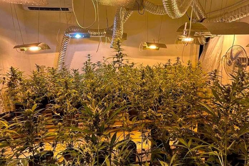 Vivero narco Arroyo Leyes