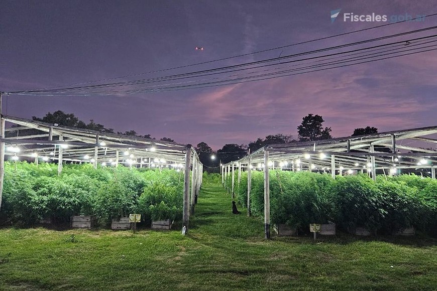 Vivero narco de Arroyo Leyes: pidieron la indagatoria para un heredero del dueño del campo