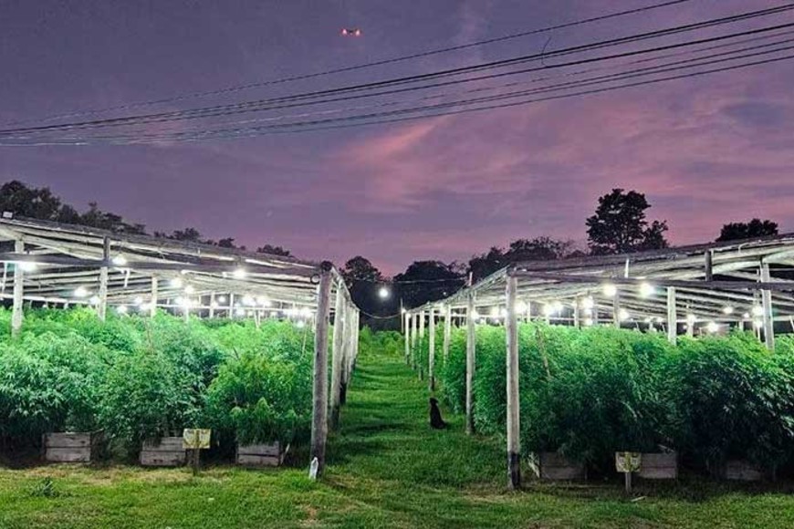 En el campo de Arroyo Leyes, tenía plantados unos 1.531 ejemplares de cannabis sativa. Foto: Gentileza
