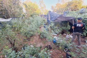 El hombre arrestado tenía 153 plantas de marihuana de distintos tamaños.