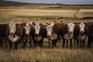 “Cobrar por respirar a las vacas”: fuerte rechazo del agro a la tasa al metano
