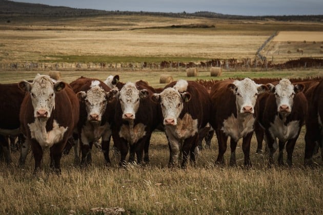 “Cobrar por respirar a las vacas”: fuerte rechazo del agro a la tasa al metano
