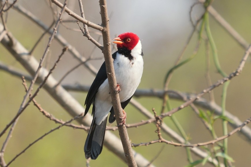 Flora y fauna: Una inmersión en la rica biología del Parque de la Constitución