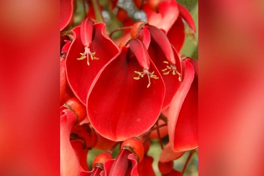 Flora y fauna: Una inmersión en la rica biología del Parque de la Constitución