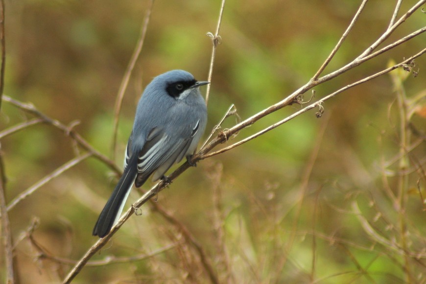 Flora y fauna: Una inmersión en la rica biología del Parque de la Constitución