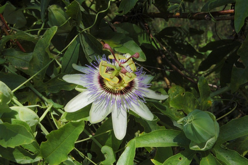 Flora y fauna: Una inmersión en la rica biología del Parque de la Constitución