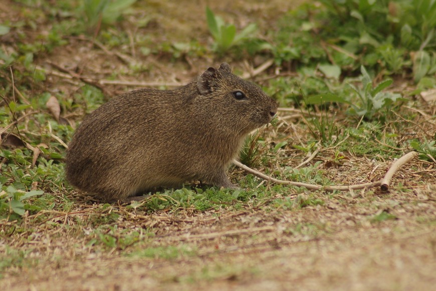 Flora y fauna: Una inmersión en la rica biología del Parque de la Constitución