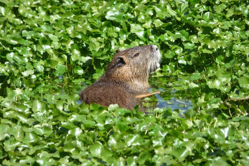 Flora y fauna: Una inmersión en la rica biología del Parque de la Constitución