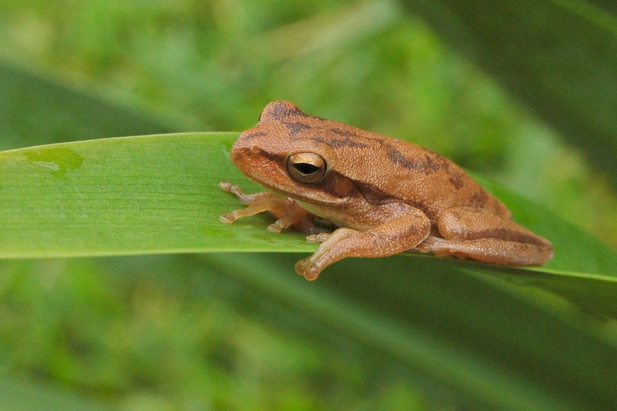 Flora y fauna: Una inmersión en la rica biología del Parque de la Constitución