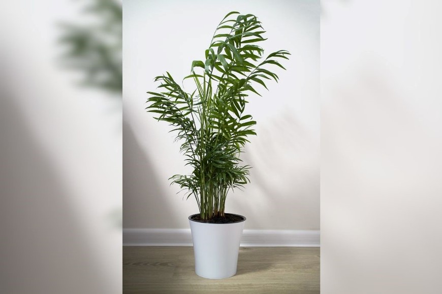 A diferencia de otras especies tropicales, no necesita luz solar directa ni riegos constantes.