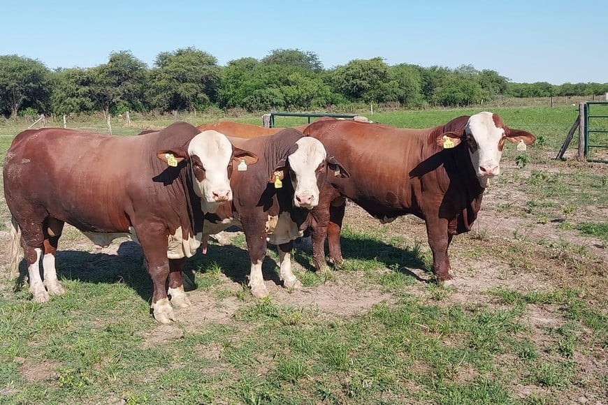 En los primeros seis meses del año, de las 1.516 mil toneladas de carne vacuna producidas en el período, la exportación solo se llevó el 24%, es decir, unas 370,5 mil toneladas, un 19% menos que lo embarcado un año atrás.