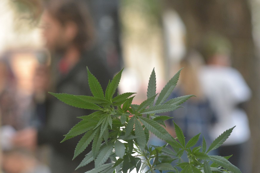 Cayó con plantas de marihuana robadas de una vivienda. Imagen ilustrativa. Crédito: Mauricio Garin