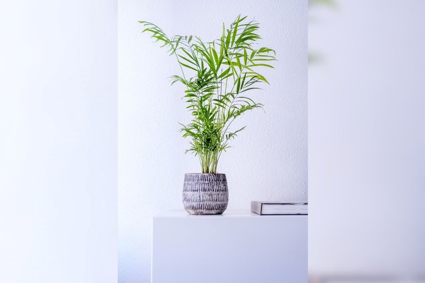 Se luce en macetas de cerámica artesanal.