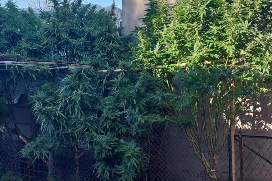 Durante el procedimiento se secuestraron plantas de marihuana, ramas en proceso de secado y semillas.