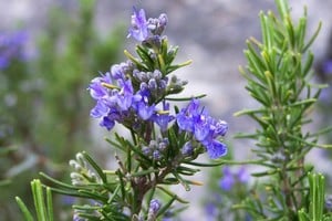 La lavanda perfuma suavemente y decora distintos espacios de la casa.
