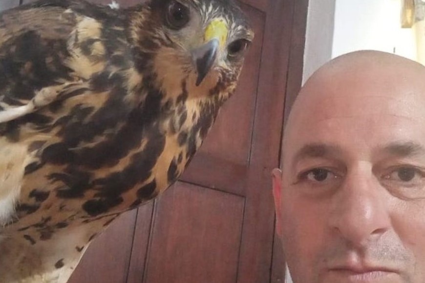 La comodidad y abundancia de alimento permite que estas especies se instalen en las grandes ciudades.