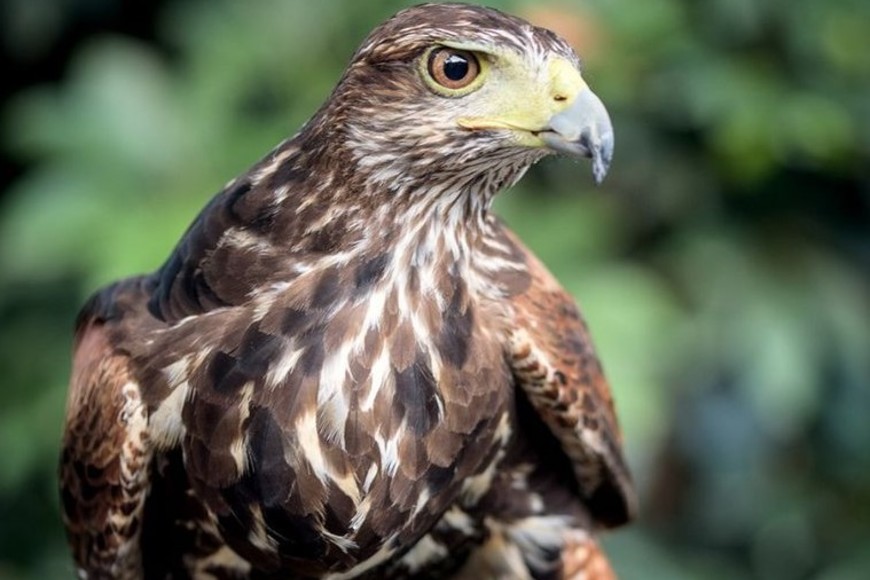 Mauro Príncipe, especialista en cetrería.