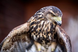 Cada vez es más frecuente cruzarse con aves rapaces en la zona urbana de Venado Tuerto.