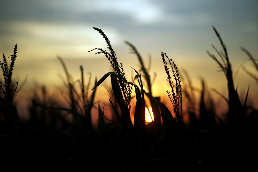 FILE PHOTO: Corn plants are seen at sunset in a farm near Rafaela, Argentina, April 9, 2018. REUTERS/Marcos Brindicci/File Photo