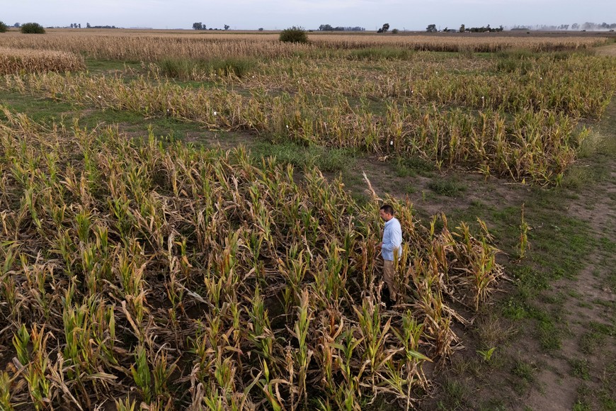 Fernando Flores, entomologist at the National Institute of Agricultural Technology (INTA), walks between corn plants affected by leafhoppers on an INTA'S experimental field, in Marcos Juarez, Cordoba, Argentina April 20, 2024. REUTERS/Matias Baglietto