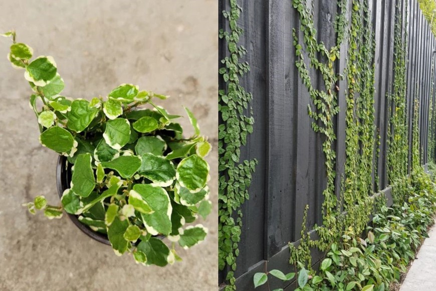 Esta planta trepadora es ideal para cubrir paredes o acompañar estanterías.