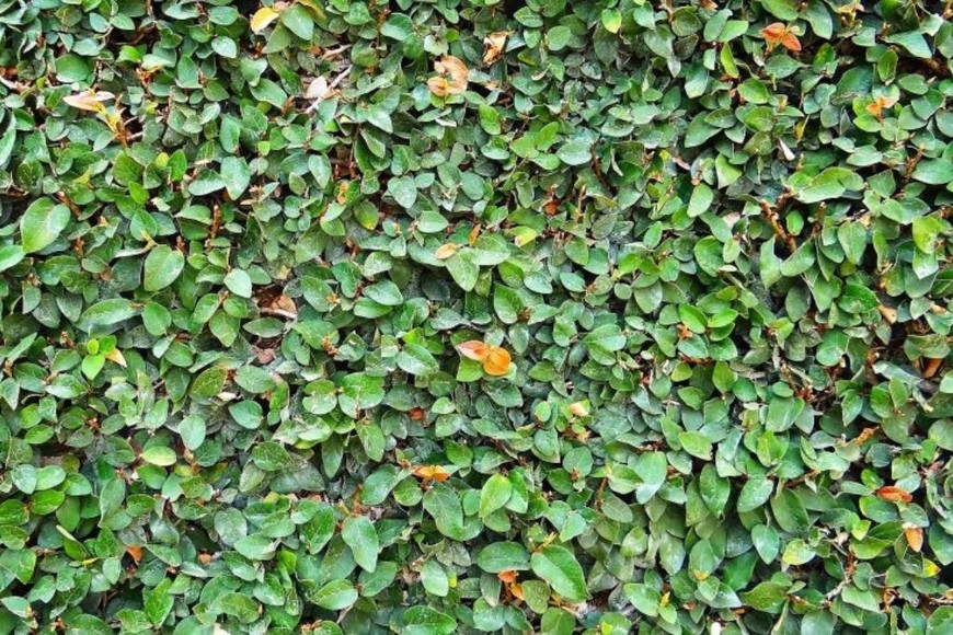 Fácil de cuidar, el Ficus pumilla se adapta muy bien a interiores y exteriores luminosos.