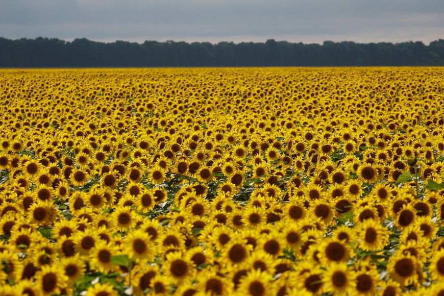 Sunflowers are seen in a field in Chernihiv region, while Russia's attack on Ukraine continues, Ukraine August 8, 2022. REUTERS/Valentyn Ogirenko