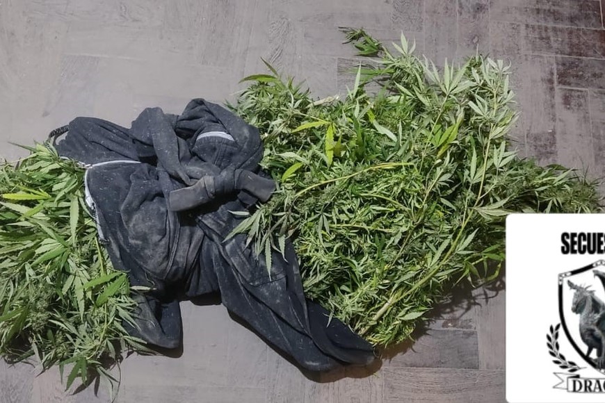 La víctima del robo pudo acreditar con documentación que las plantas en cuestión eran de su propiedad y que estaban destinadas a uso medicinal.