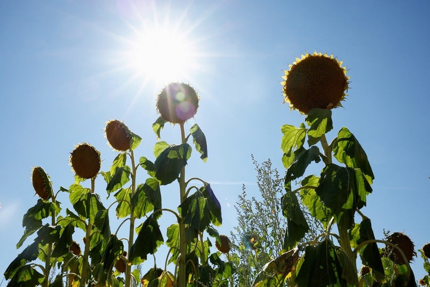 A sunflower field is seen near Itteville as a drought hits France, August 8, 2022. REUTERS/Sarah Meyssonnier