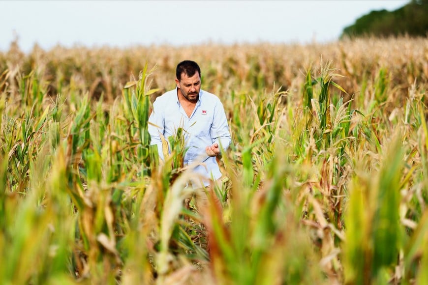 Fernando Flores, entomologist at the National Institute of Agricultural Technology (INTA), walks between corn plants affected by leafhoppers on an INTA'S experimental field, in Marcos Juarez, Cordoba, Argentina April 20, 2024. REUTERS/Matias Baglietto