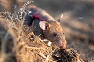 Esta rata gigante africana estableció recientemente un nuevo récord mundial.