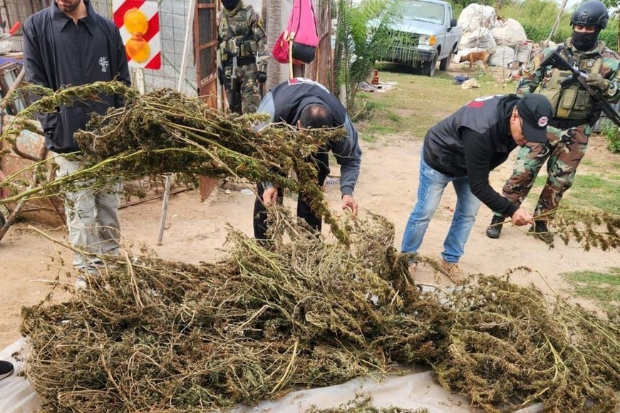 En su vivienda, la pareja tenía un precario invernadero y plantas en distintas etapas de secado.