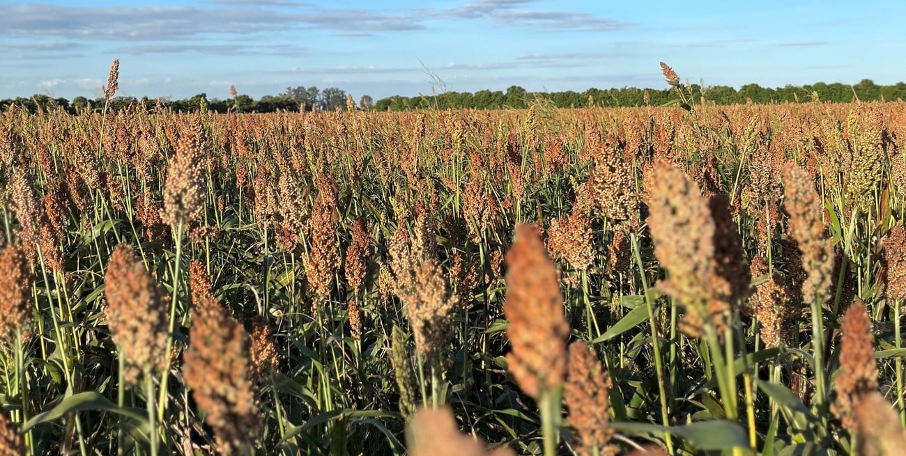 La cosecha de sorgo granífero avanzó apenas 2,5 p.p., alcanzando el 18,9 % del área estimada a nivel nacional.