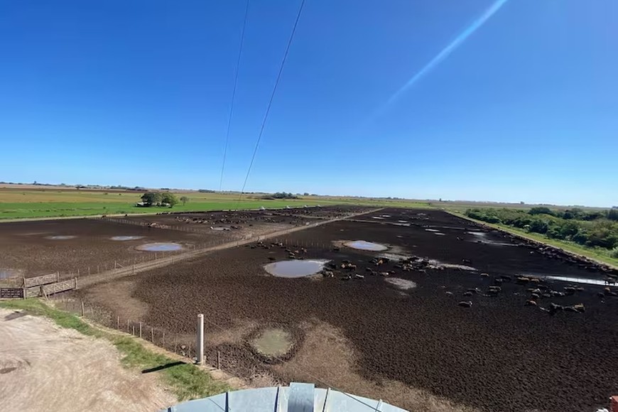 Efectivos de la Patrulla Rural de Olavarría durante el allanamiento en el feedlot santafesino. El operativo fue ordenado por la fiscalía de Azul en el marco de una causa por estafa millonaria.
