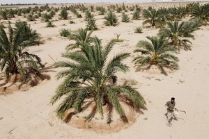 Trabajos en inmediaciones de Karbala, Irak. Crédito: Alaa Al-Marjani/Reuters