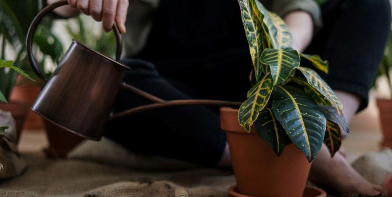 Jardinería para principiantes (nuevas plantas con regularidad) | Mark  Shorter | Skillshare, image size:1300x655