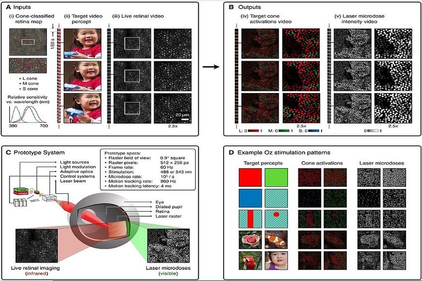 Fuente: Universidad de California.