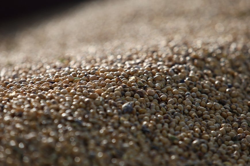 SOJA
Soybeans are pictured on a truck after being harvested, in Pergamino, on the outskirts of Buenos Aires, Argentina, May 15, 2024. REUTERS/Matias Baglietto
