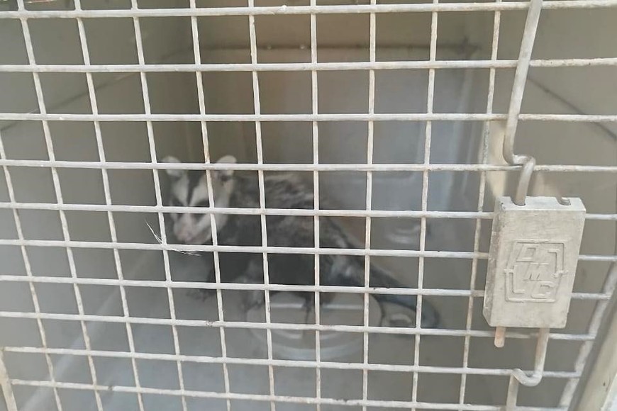 El animal fue sacado de su incómoda situación, puesto a resguardo para luego ser devuelta a la naturaleza. Crédito: Municipalidad de Coronda.