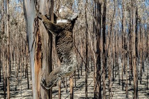 Un koala escala un árbol de chicle. Foto: Daniel Berehulak