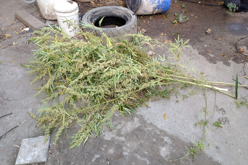 Se hallaron sustancias de apariencia vegetal compatibles con Cannabis Sativa