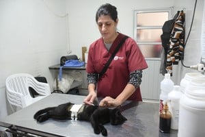 Fueron casi 1.600 los animales vacunados contra la rabia en el IMUSA. Crédito: Flavio Raina