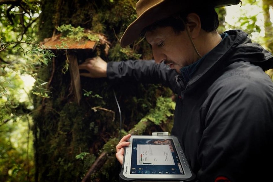 Jonathan Barichivich mide pequeños impulsos que proporcionan información sobre la salud del árbol. Foto: Miguel Soffia